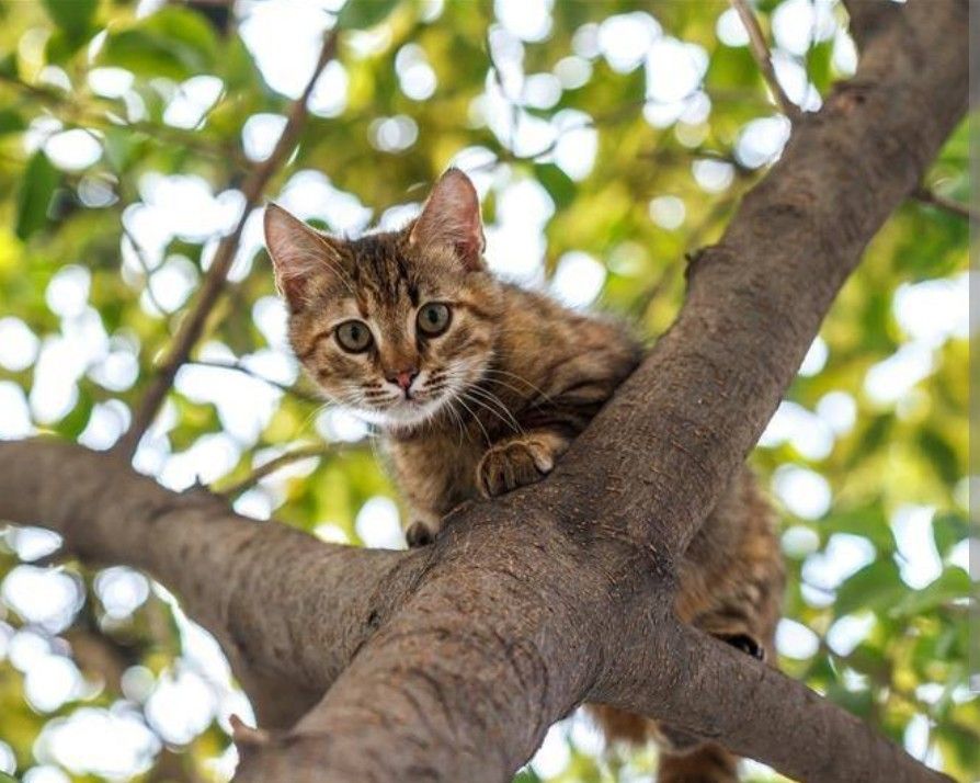 Cat Rescues